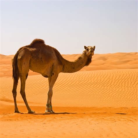 Desert Camel betsul